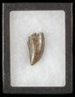 Serrated, Tyrannosaur Tooth - Judith River Formation #63119-2